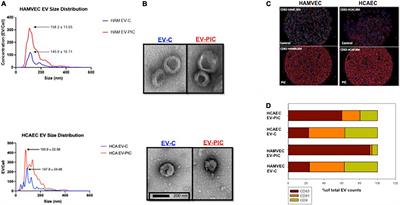 Endothelial cell-derived extracellular vesicles impair the angiogenic response of coronary artery endothelial cells